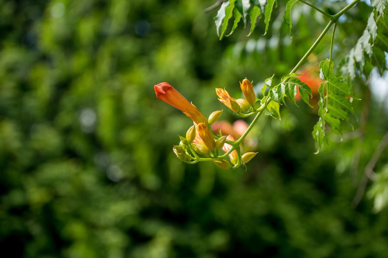 Quinta De Lourosa Guest House โลซาดา ภายนอก รูปภาพ